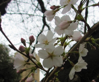 寮門近くの大きな桜（2023年3月17日）
