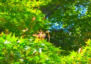 4Nli2025N51j