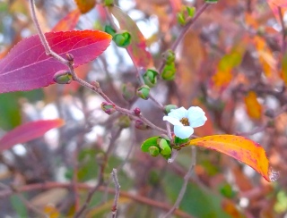 �������񗈍Z�i2026�N1��31���j