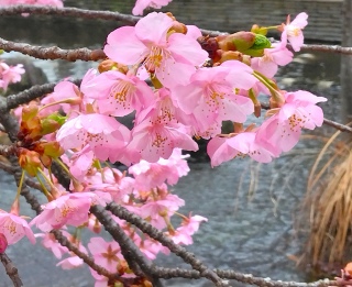 �O�����������i2026�N2��25���j