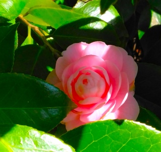 ������ʉ�i2026�N3��5���j