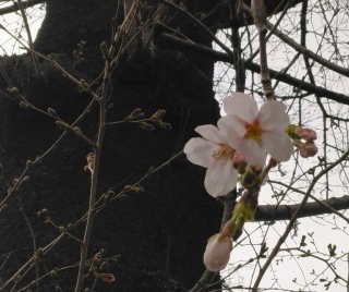 �\���C���V�m�J�ԁi2026�N3��20���j