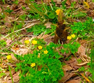 �^�P�m�R�i2026�N4��18���j